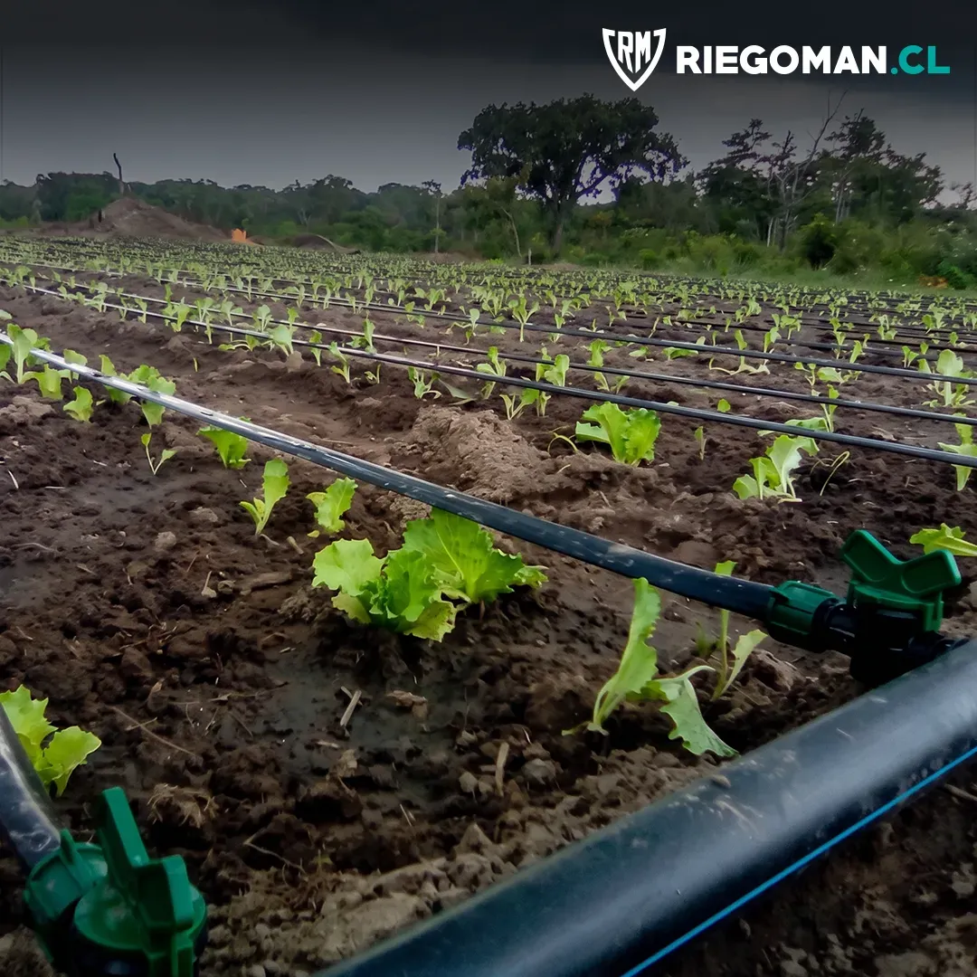 Riego por goteo en cultivo de lechugas con líneas de goteo y conectores instalados por RiegoMan
